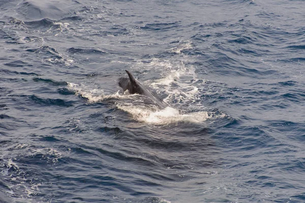 Humpback whale fin in the sea