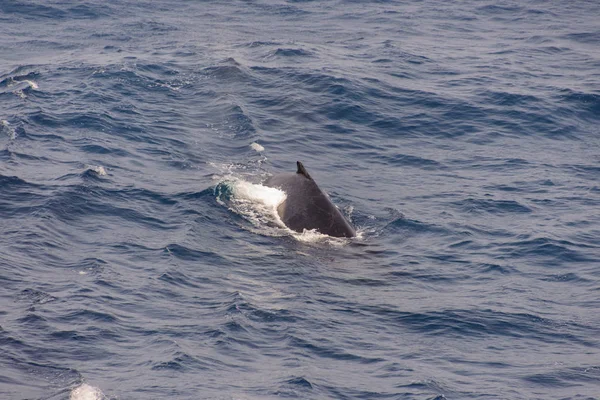 Humpback Whale Fin Sea — Stock Photo, Image