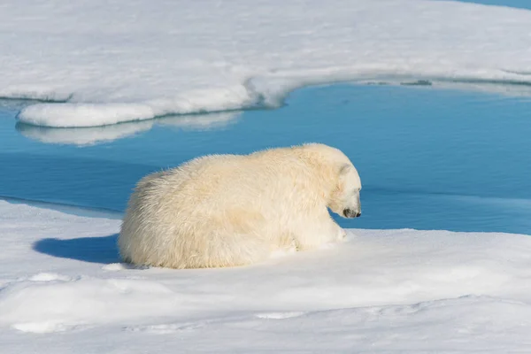 Urso Polar Bonito Natureza — Fotografia de Stock