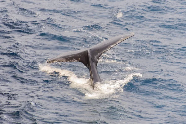 Humpback whale tail in the sea