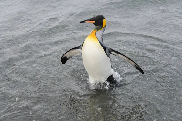 Koning Pinguïn Gaande Van Zee — Stockfoto