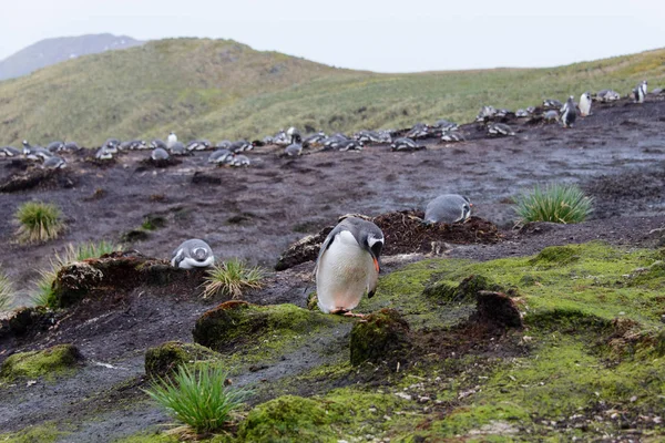 Yağmurlu Havalarda Yeşil Çimen Islak Gentoo Penguine — Stok fotoğraf