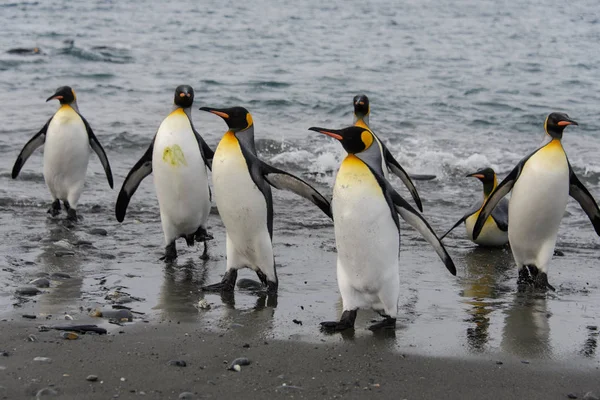Pingwiny Królewskie Morza — Zdjęcie stockowe