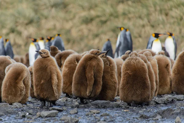 Король Пингвинов Цыплят Природе — стоковое фото