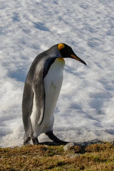 Koning Pinguins Zuid Georgië — Stockfoto