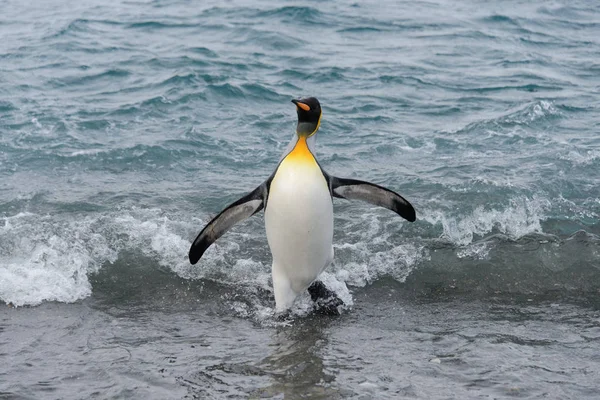 Kung Pingvin Kommer Från Havet — Stockfoto