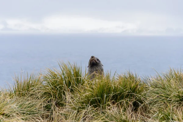 Foki Trawie — Zdjęcie stockowe