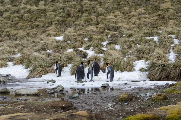 Pinguini Sulla Georgia Del Sud — Foto Stock