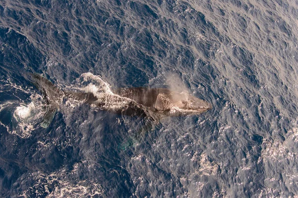 Горбатый Китовый Плавник Море — стоковое фото