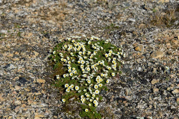 Arktiska Blommor Svalbard — Stockfoto