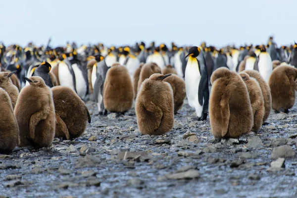 Pinguins Rei Pinguins Natureza — Fotografia de Stock