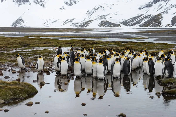 Pinguins Rei Geórgia Sul — Fotografia de Stock