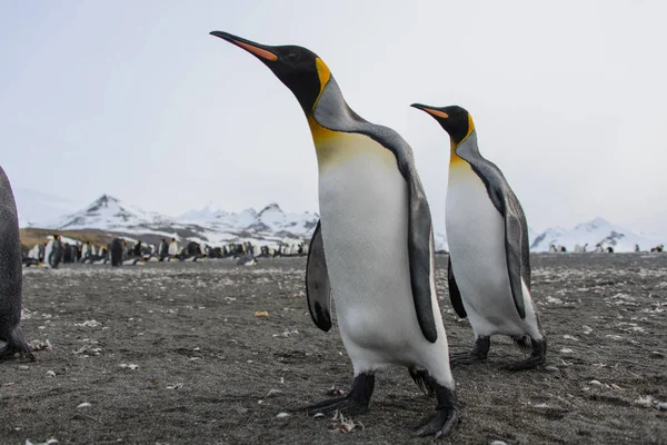 Schöner Erwachsener Königspinguin — Stockfoto