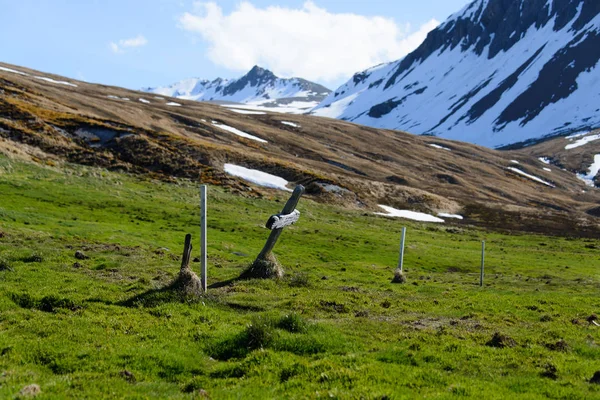 Koningspinguïn Aard — Stockfoto