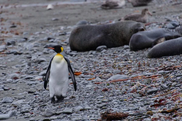 Roi Pingouin Sur Plage — Photo