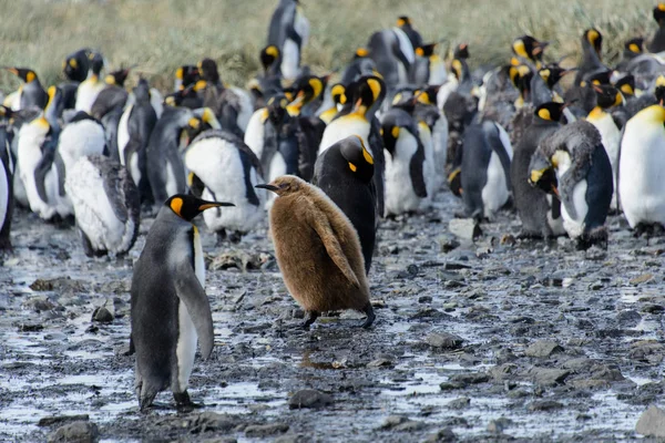 Roi Pingouin Poussins Nature — Photo