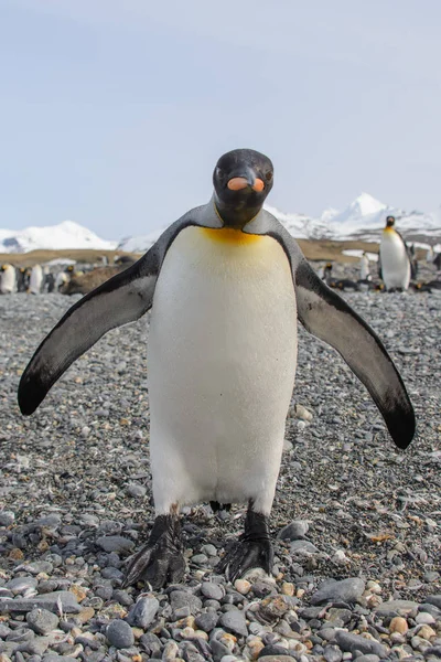 Schöner Erwachsener Königspinguin — Stockfoto