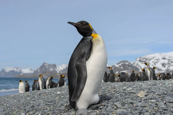 Prachtige Volwassen Koning Pinguïn — Stockfoto