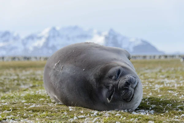 Foca Elefante Durmiendo Naturaleza — Foto de Stock