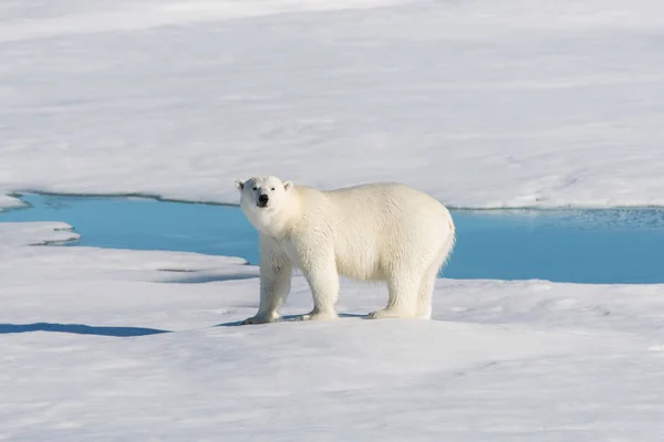 Orso Polare Sul Pack Ice — Foto Stock