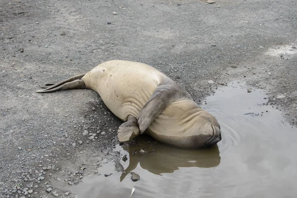 Elephant seal sleeping at nature