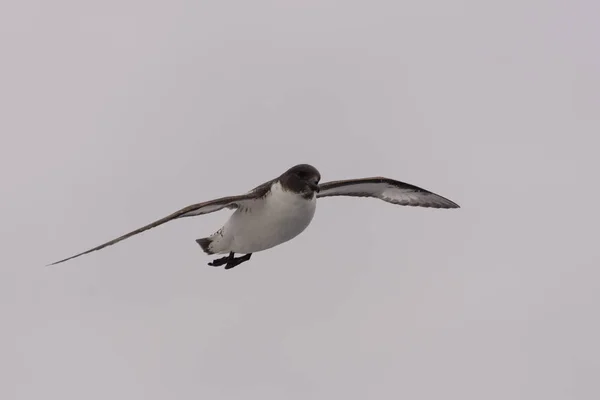 Petrel Antártico Thalassoica Antarctica — Fotografia de Stock