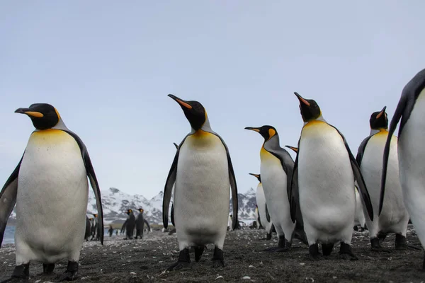 Koning Pinguïns Zuid Georgië Eiland — Stockfoto