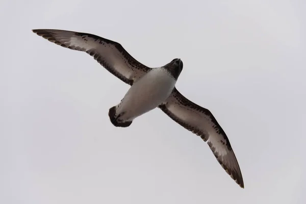 Petrel Antarktyki Antarktyda Thalassoica — Zdjęcie stockowe
