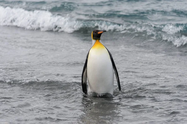 Rei Pinguim Saindo Mar — Fotografia de Stock