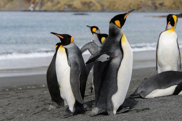 Kung Pingviner Sydgeorgien — Stockfoto