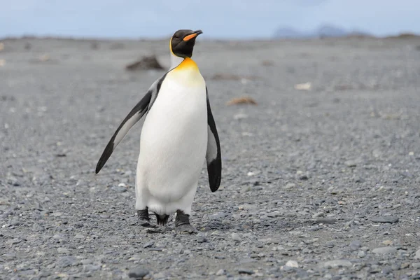 Pingüinos Rey Isla Georgia Del Sur — Foto de Stock