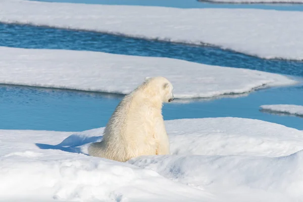 Lední Medvěd Sedící Sněhu — Stock fotografie