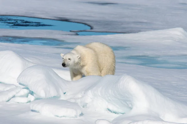Белый Медведь Паковом Льду — стоковое фото