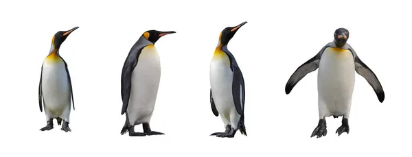 Pingwin Królewski Izolowany Białym — Zdjęcie stockowe