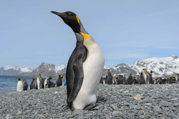 Beau Pingouin Roi Adulte — Photo