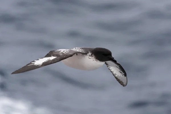 Petrel Antártico Thalassoica Antarctica — Foto de Stock