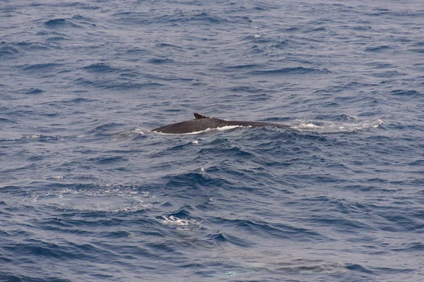 座头鲸鳍在他的海 — 图库照片