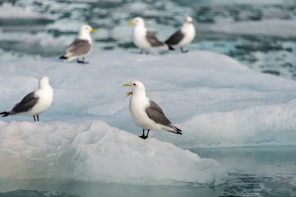 Sirály Nyitott Csőr Svalbard — Stock Fotó