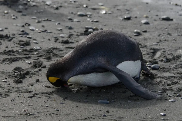 Königspinguin Liegt Boden — Stockfoto