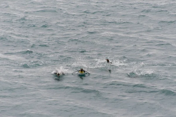 Pingüinos Rey Nadando Agua — Foto de Stock