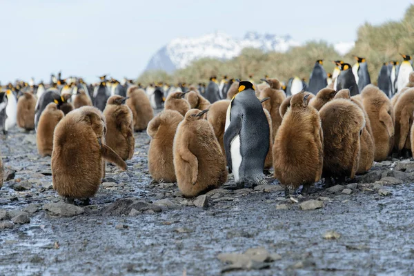 Hermoso Pingüino Rey Adulto —  Fotos de Stock