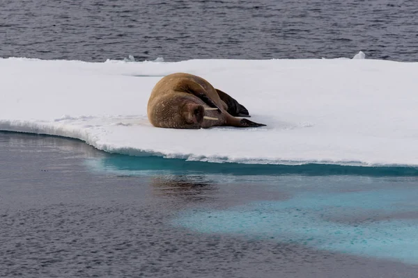 Schattig Walrus Ijs — Stockfoto