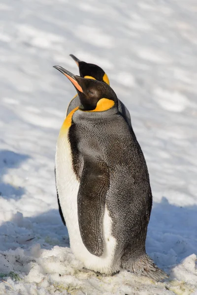 Pinguins Rei Geórgia Sul — Fotografia de Stock