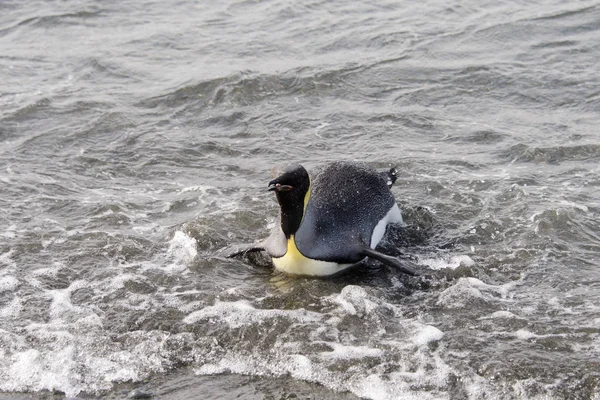 Король Пингвин Выходит Моря — стоковое фото