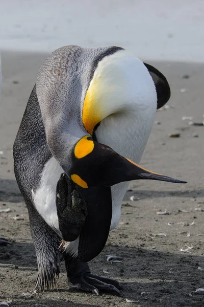 サウス ジョージア島のキング ペンギン — ストック写真