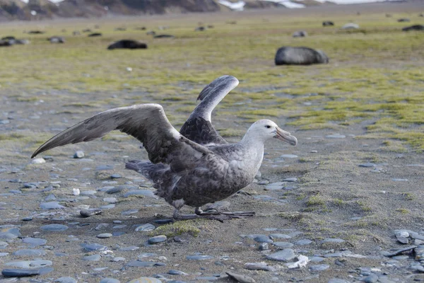 Petrel Olbrzymi Charakterze — Zdjęcie stockowe