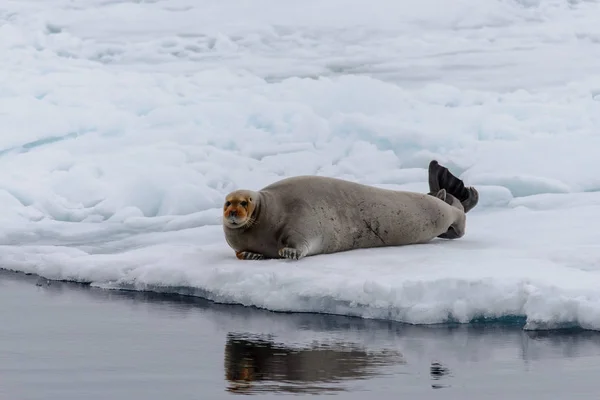 Fur Seal Nature — Stock Photo, Image