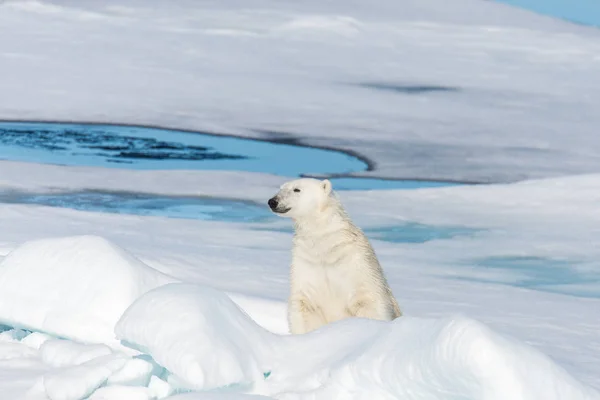 Urso Polar Sentado Neve — Fotografia de Stock