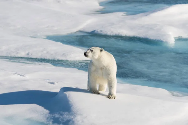 Белый Медведь Паковом Льду — стоковое фото