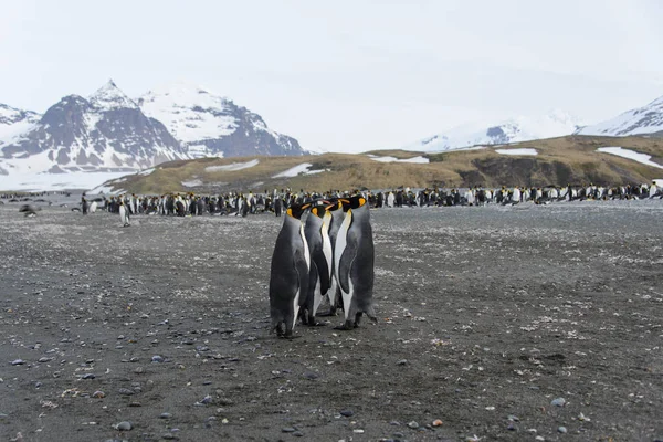 Grup Kral Penguenler Çorak Karla Kaplı Manzara Manzara Dağlar Ile — Stok fotoğraf